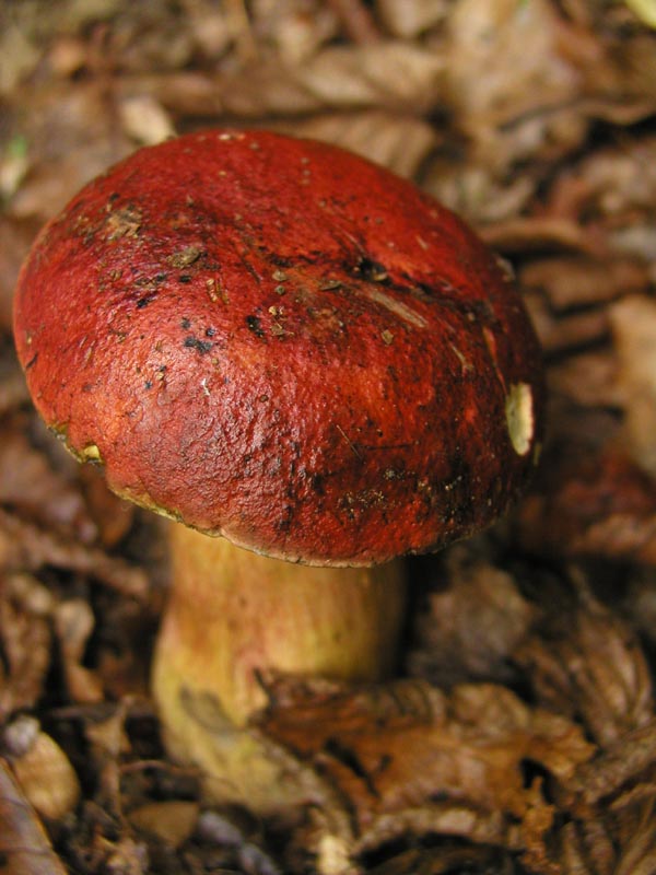 Boletus dupainii